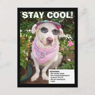 CARTE POSTALE RESTE COOL !