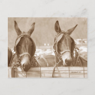 Carte Postale Restin' Easy