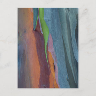 Carte Postale Résumé de l'arbre à gomme arc-en-ciel
