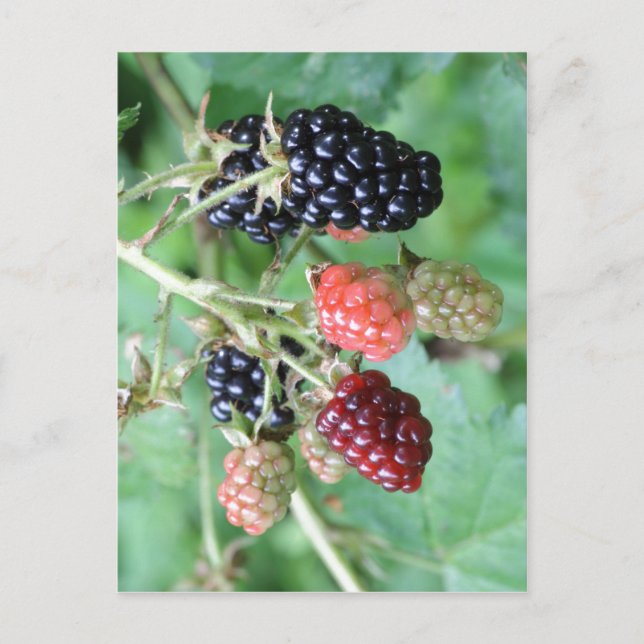 Carte Postale Résumé Description Blackberries dans une gamme de  (Devant)
