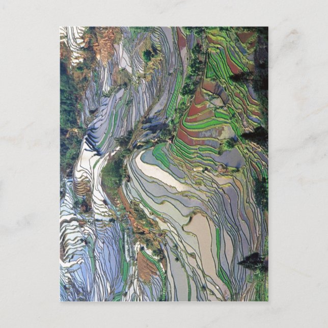 Carte Postale Résumé Description Terrasse rizières dans le Yunna (Devant)