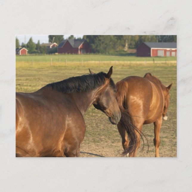 Carte Postale Retour à la grange (Devant)