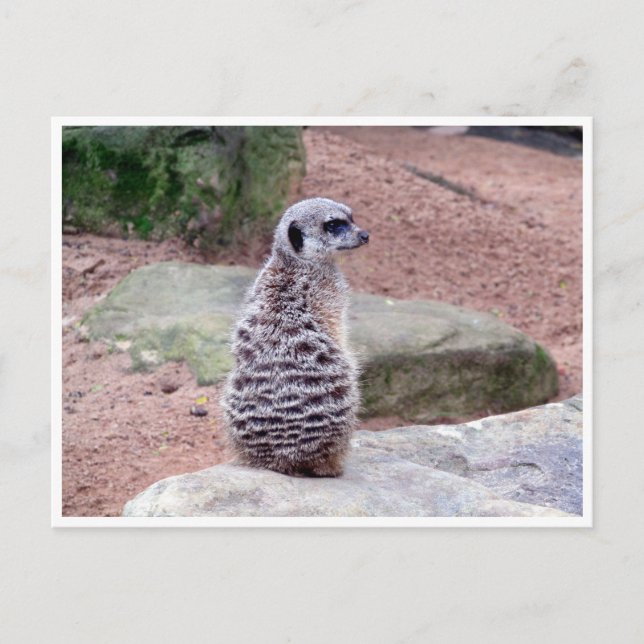 Carte Postale retour de meerkat (Devant)