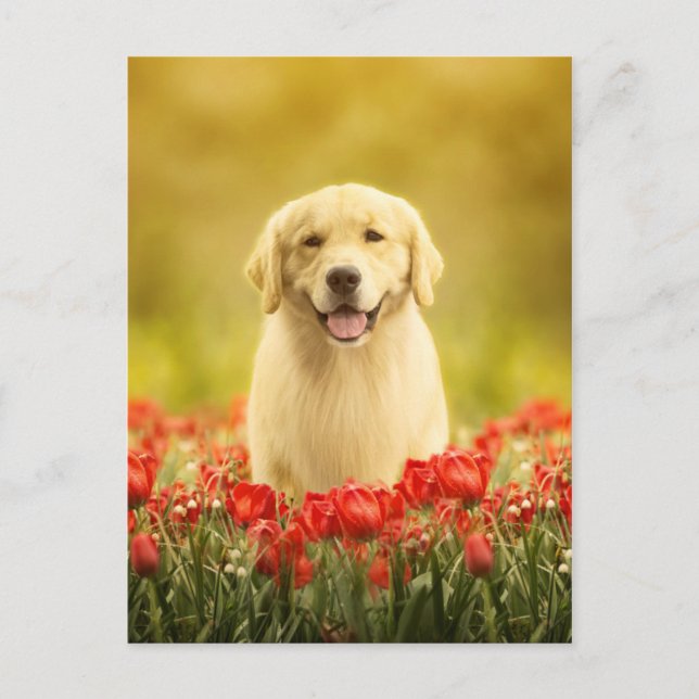 Carte Postale Retraite d'or en fleurs rouges (Devant)