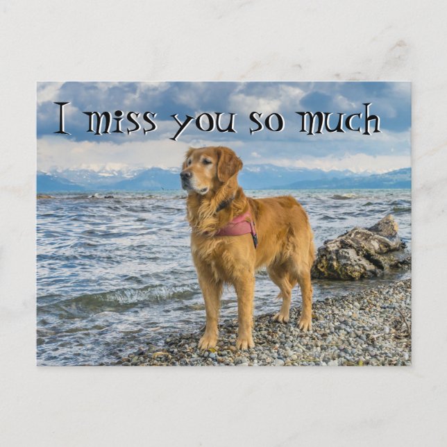 Carte Postale Retriever à la plage vous manque (Devant)