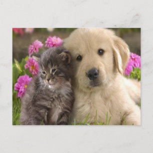 Carte Postale Retriever Kitten