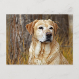 Carte Postale retriever labrador jaune