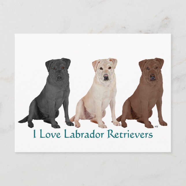Carte Postale Retrievers du Labrador - 3 Couleurs à aimer (Devant)