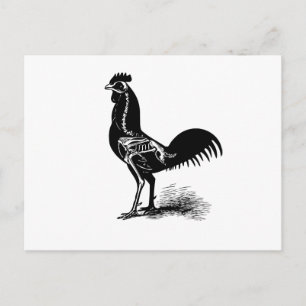 Carte Postale Retro vintage Anatomie de poulet