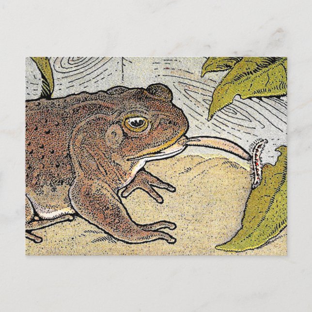 Carte postale Retro Vintage Frog Book Illustration (Devant)