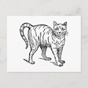 Carte Postale Retro Vintage noir et blanc mignon petit chat anim