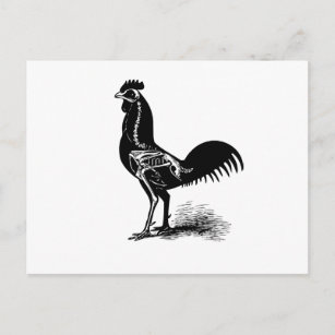Carte Postale Retro vintage Retro Chicken Anatomy 