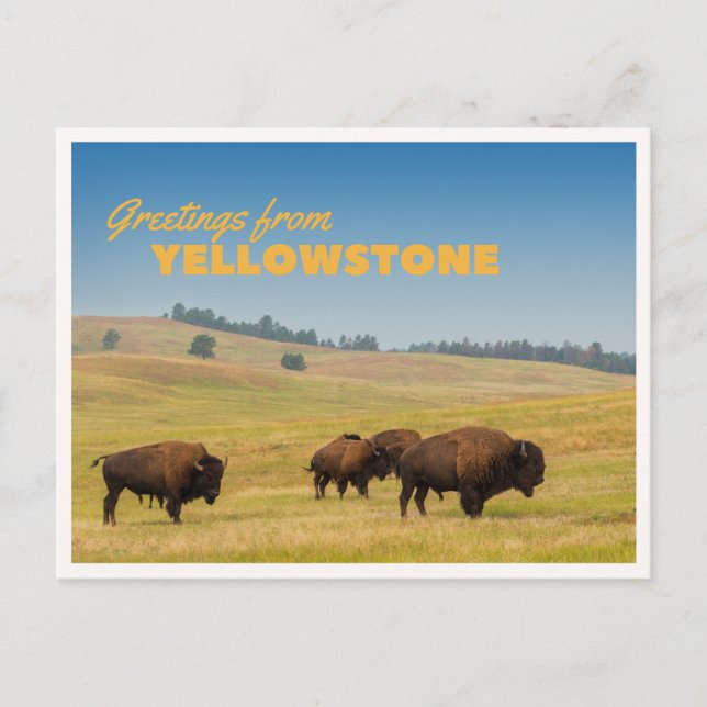 Carte Postale Retro Yellowstone Greetings Bison Grazing Blank (Devant)