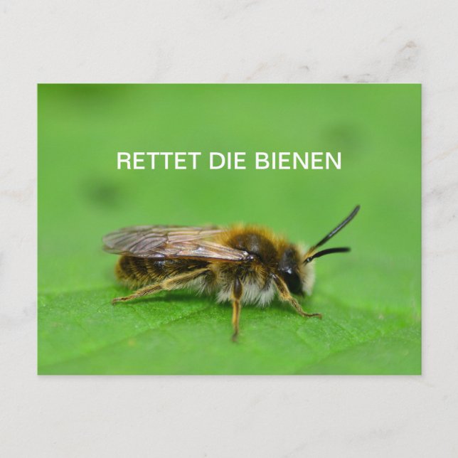 Carte Postale Rettet die Bienen (Devant)