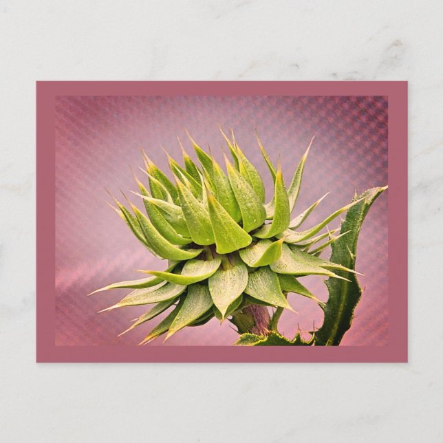 Carte Postale rêve vert (Devant)