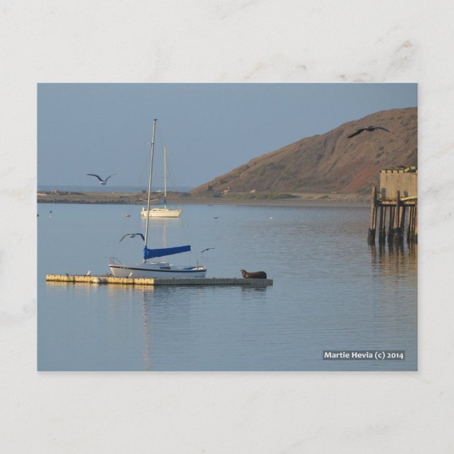 Carte Postale Réveils de phoque à quai | Blue Beach Song™ (Devant)