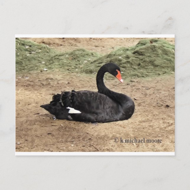 Carte Postale Rêver sur la mer (Devant)