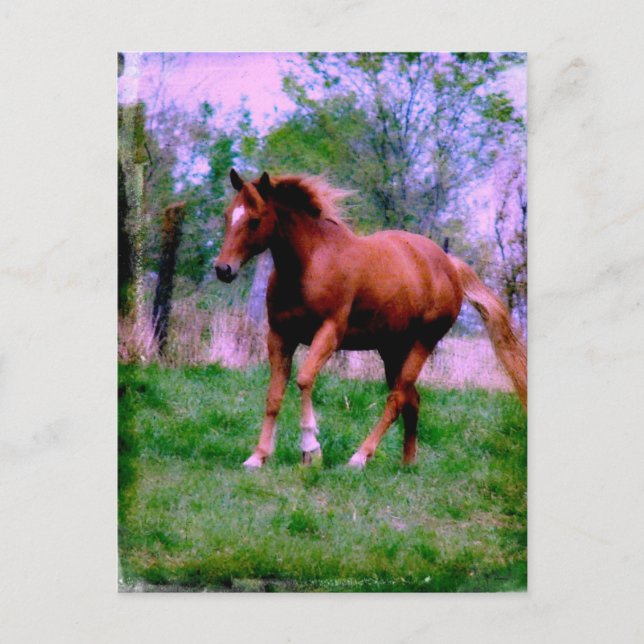 Carte Postale Rêves du printemps, Sorrel Trotting (Devant)