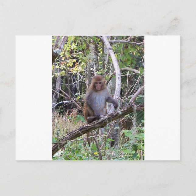 Carte Postale rhesus macaque (Devant)