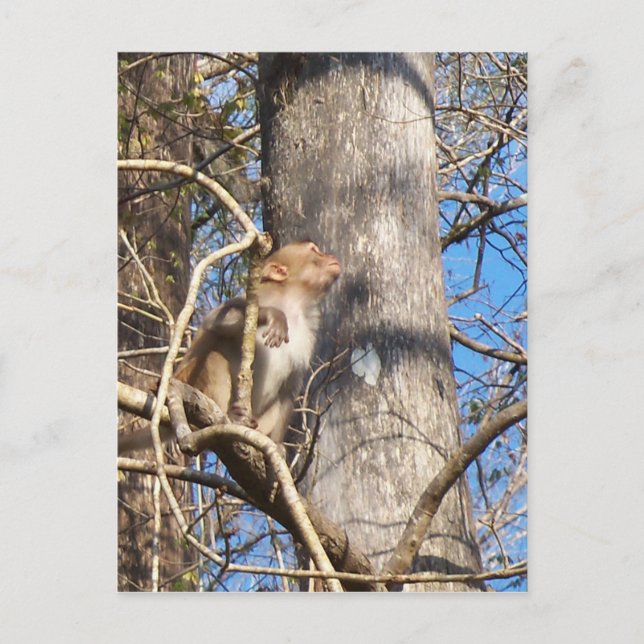 Carte Postale rhesus macaque singe levrette (Devant)