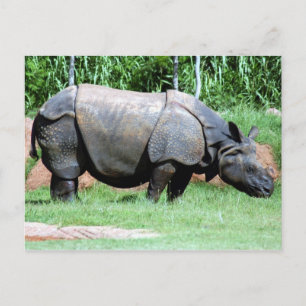Carte Postale Rhinino4x6