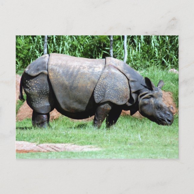 Carte Postale Rhinino4x6 (Devant)