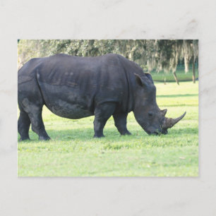 Carte postale Rhino