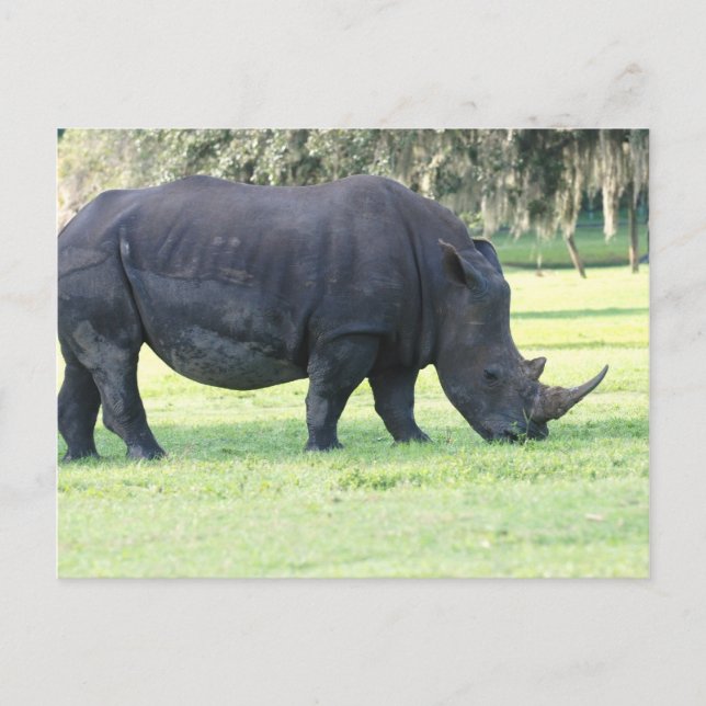 Carte postale Rhino (Devant)