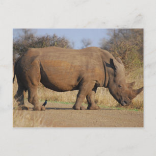 Carte Postale Rhino