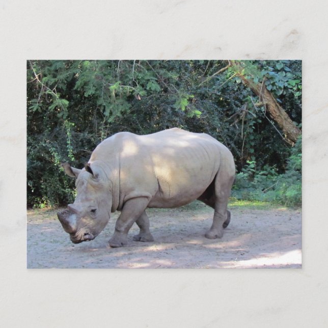 Carte postale Rhino (Devant)