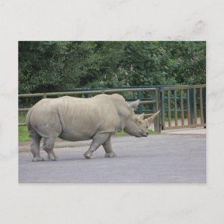 Carte Postale Rhino