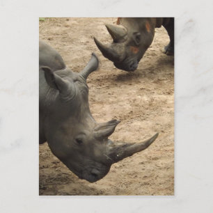 Carte Postale Rhino