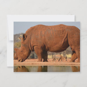 Carte Postale Rhino avec boue sur la peau