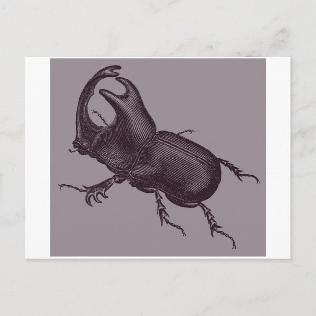Carte Postale Rhino Beetle, Scarabeus Chorinaeus (Devant)