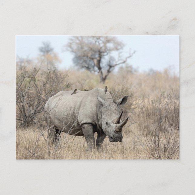 Carte Postale Rhino blanc (Devant)