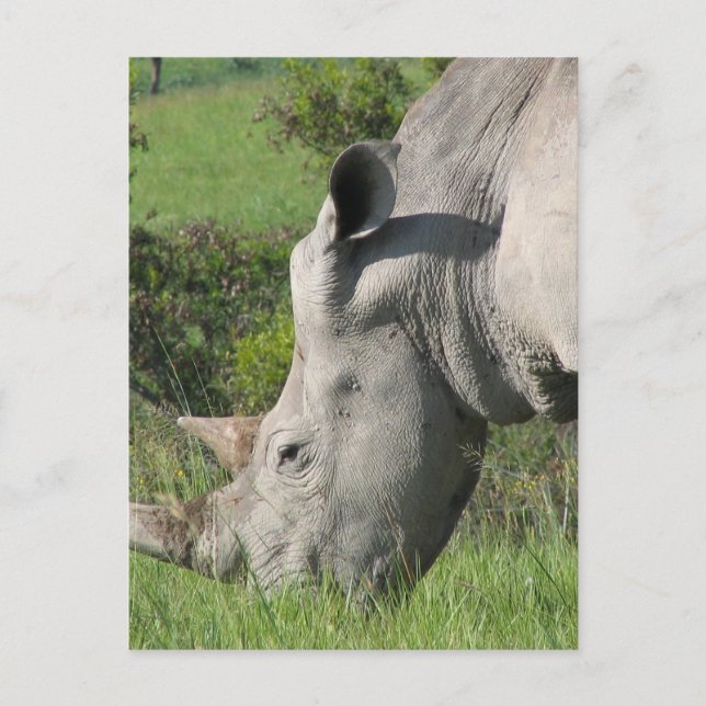 Carte postale Rhino Blanc (Devant)