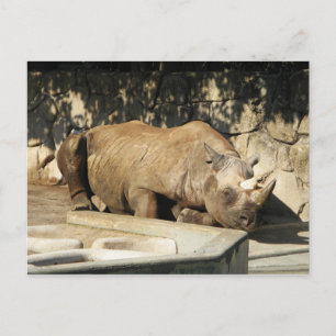 Carte Postale Rhino couché