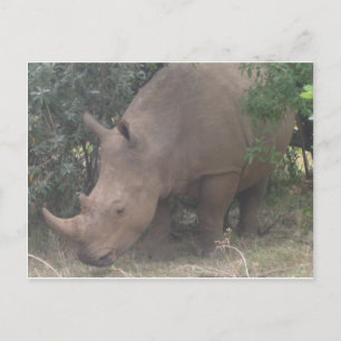 Carte Postale Rhino d'Afrique