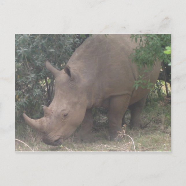 Carte Postale Rhino d'Afrique (Devant)