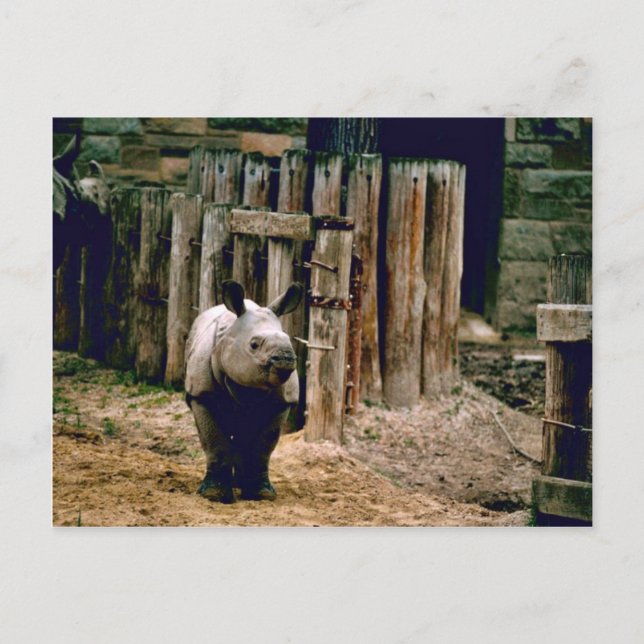 Carte Postale Rhino indien (Devant)