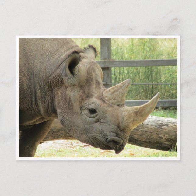 Carte Postale rhino noir (Devant)