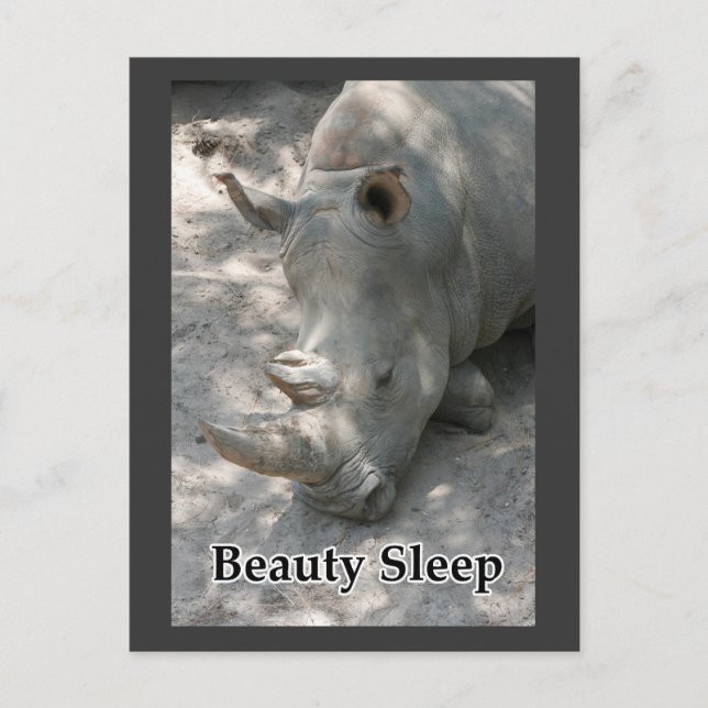 Carte Postale Rhino photo avec texte "Beauty Sleep" (Devant)