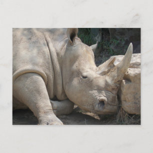Carte Postale Rhino postcard