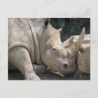 Carte Postale Rhino postcard