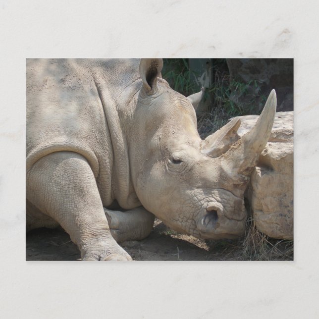 Carte Postale Rhino postcard (Devant)