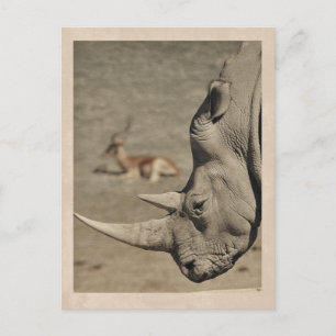 Carte postale Rhino vintage
