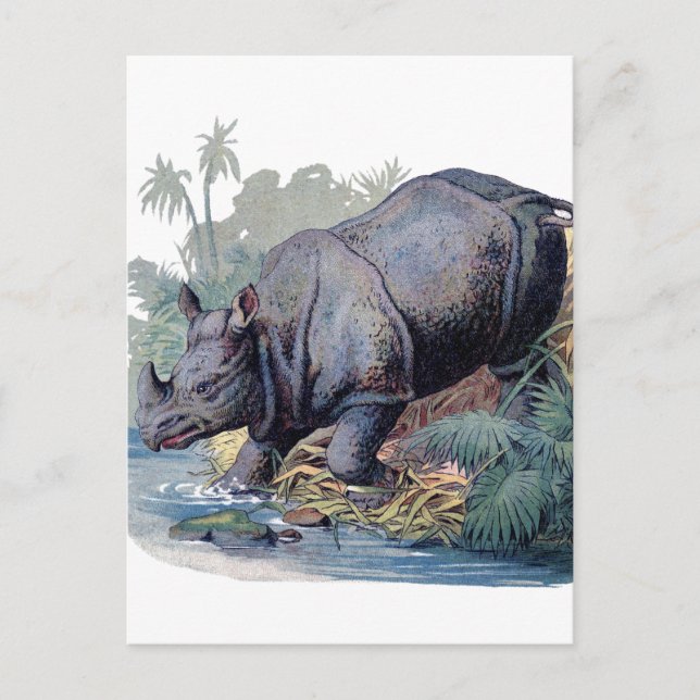 Carte Postale Rhino vintage (Devant)
