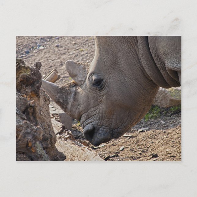 Carte Postale Rhinoceros (Devant)