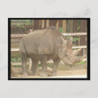 Carte Postale Rhinoceros