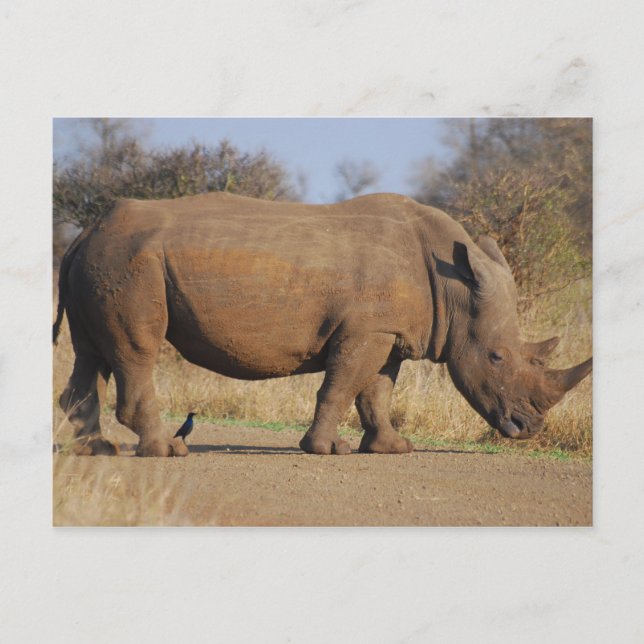 Carte Postale Rhinocéros (Devant)